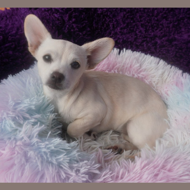 Photo of Pearl