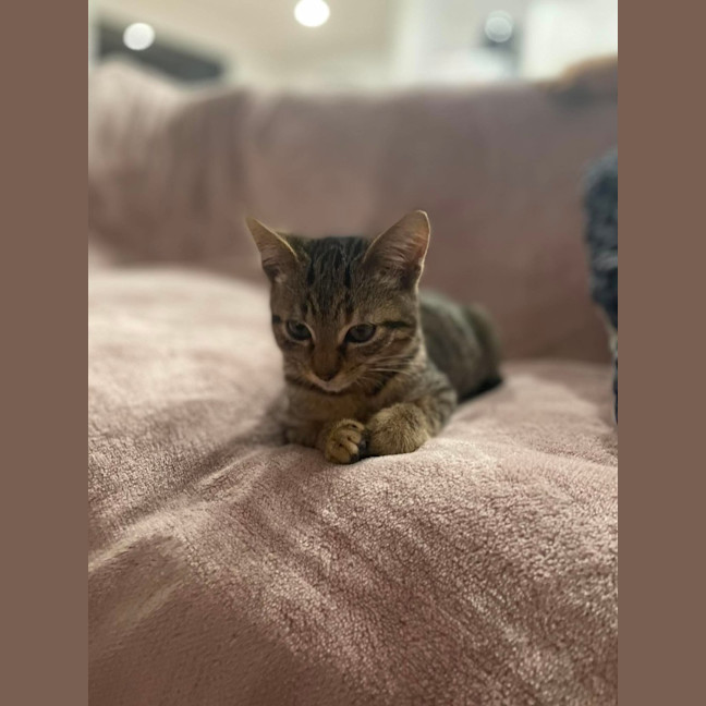 Photo of Tinkerbell