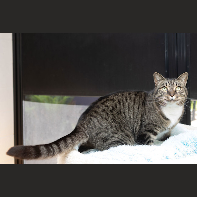 Photo of Toby
