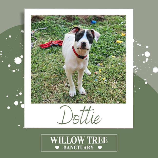 Photo of Dottie