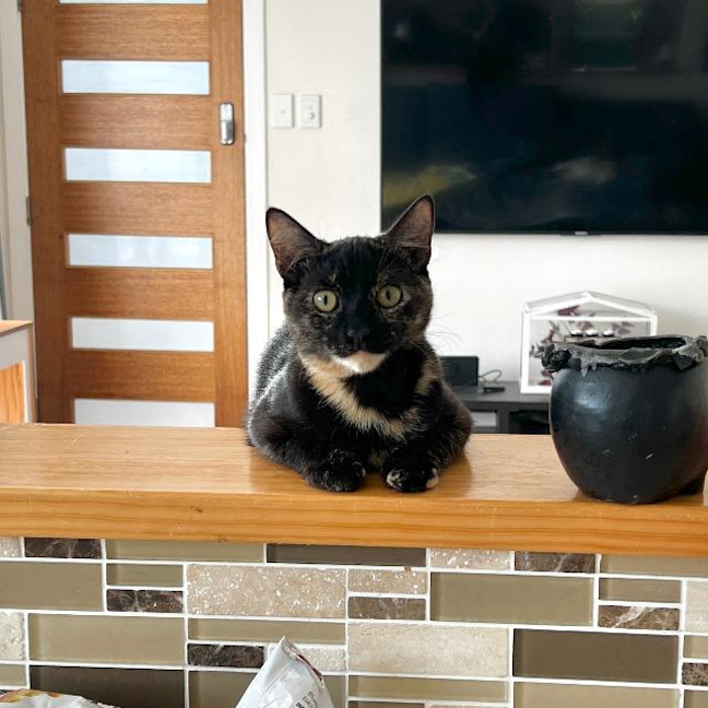Photo of Kali