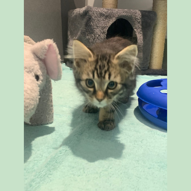 Photo of Wasabi
