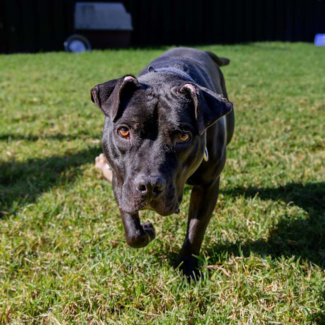 Photo of Chester