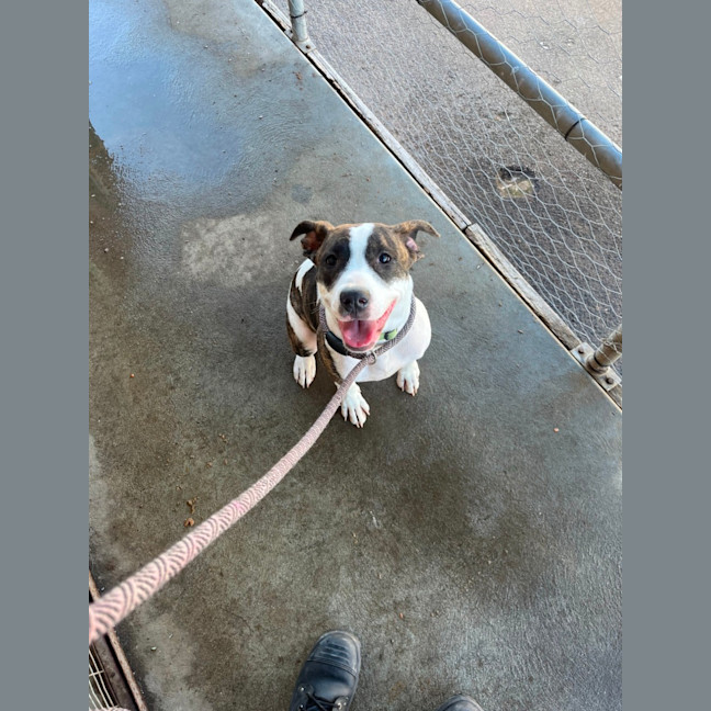 Photo of Dexie