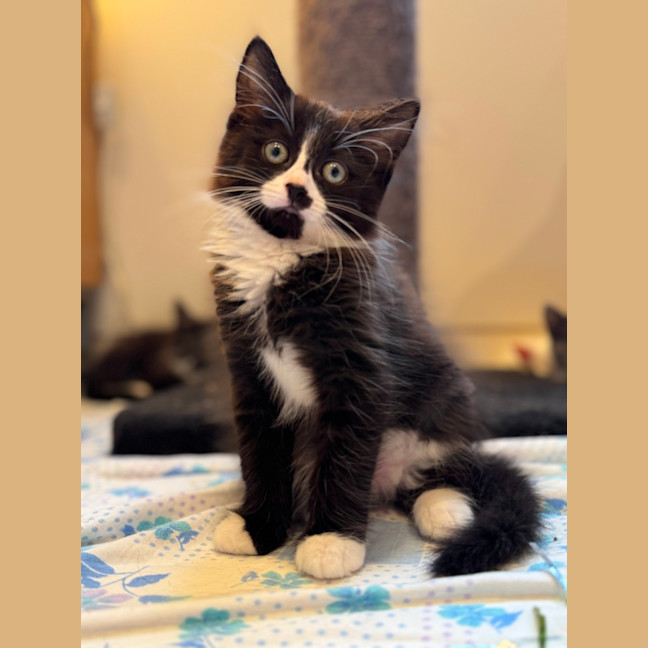 Photo of Kit