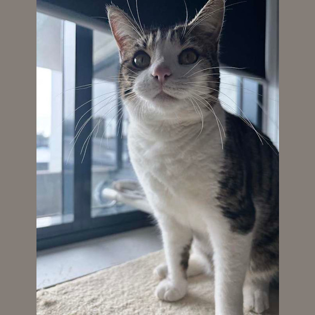 Photo of Sweetpea
