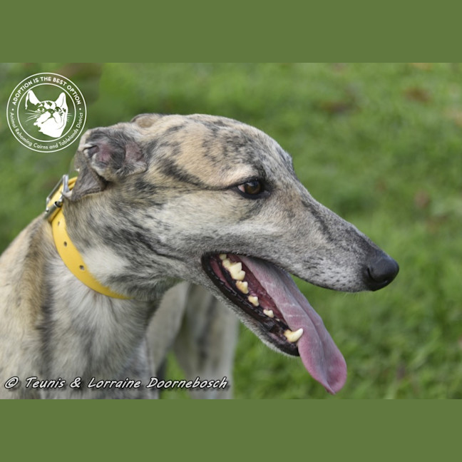 Photo of Tiger Racing Name Nyngan Tiger