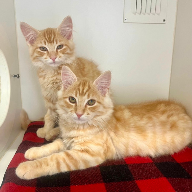 Photo of Taco & Nacho