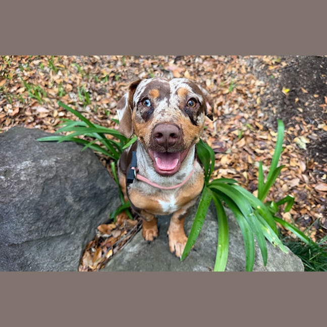 Photo of Beanie