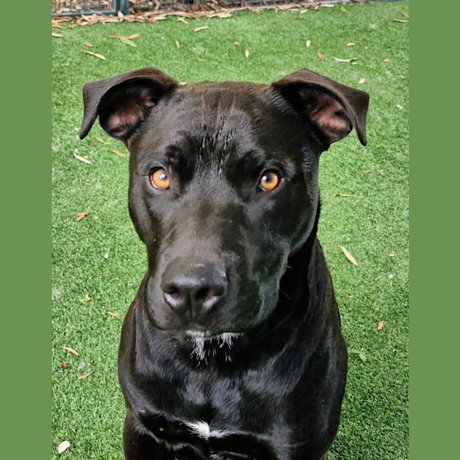 Photo of D1052 Hutch