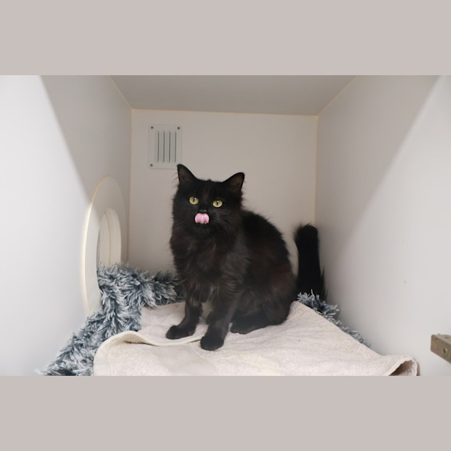 Photo of Nova