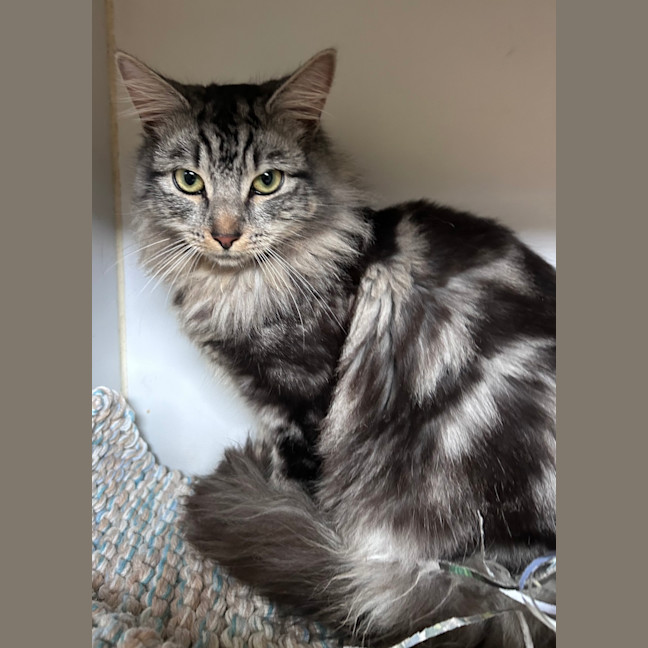 Photo of Osiris