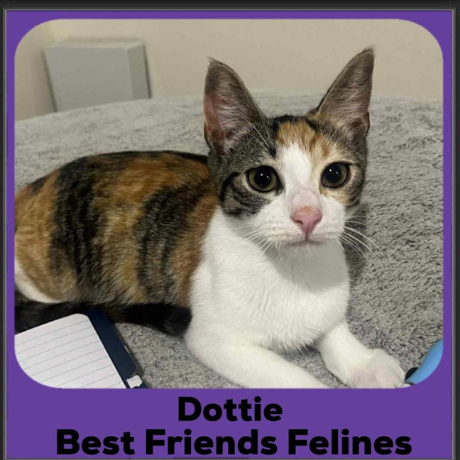 Photo of Dottie 