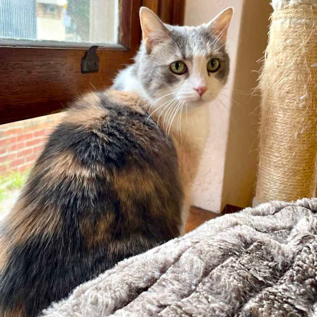 Photo of Miu Miu   Located In Reservoir 