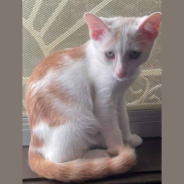 Photo of Sunny
