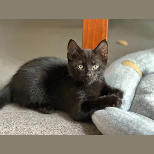 Photo of Otis