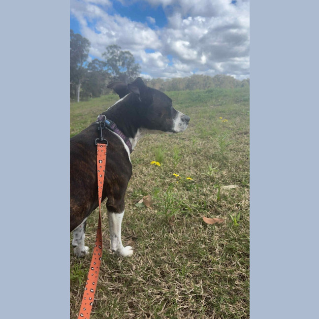 Photo of Stella   1 Year Old Kelpie X Staffy