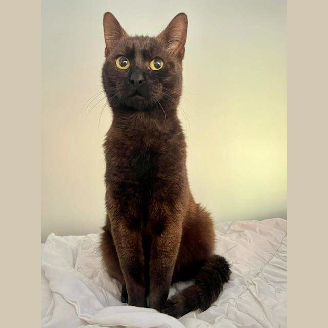 Photo of Midnight