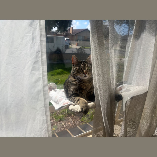Photo of Tommy