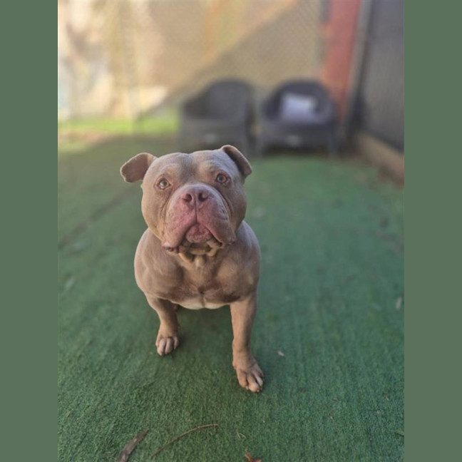 Photo of Ollie