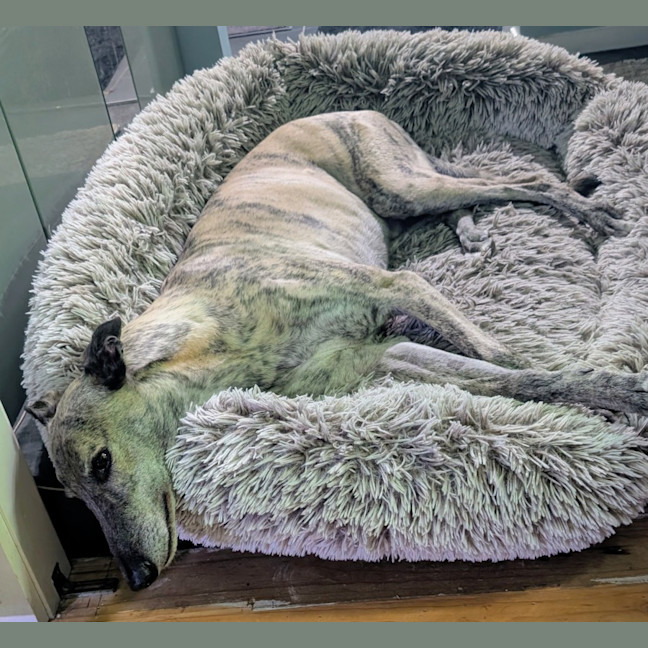 Photo of Silver, The Greyhound