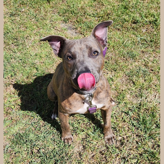 Photo of Mosey (64372)