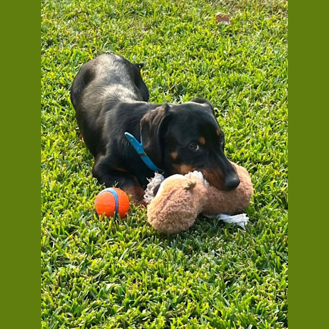 Photo of Mr Dash   9 Month Old Dachshund X Kelpie