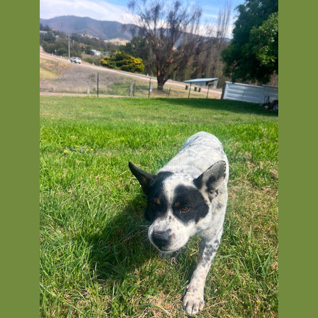 Photo of Bandit