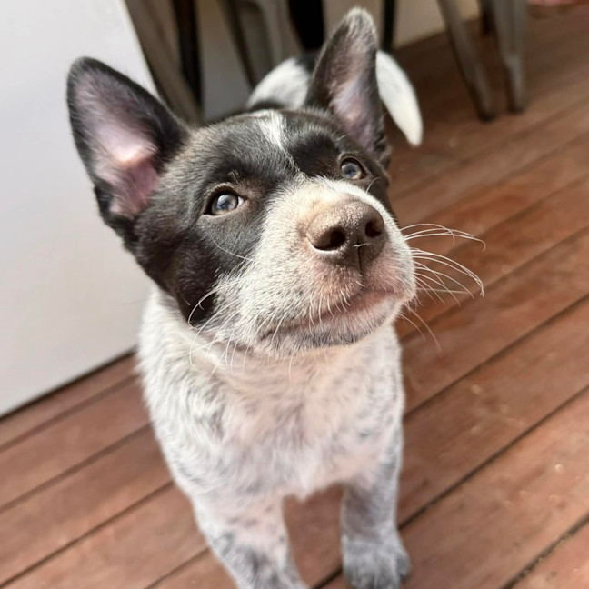 Photo of Bindi 💞🎾