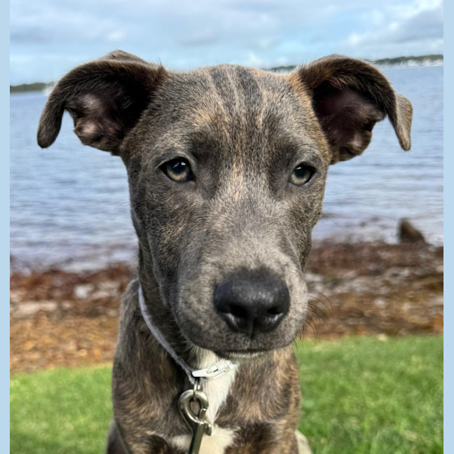 Photo of Marvin   6 Month Old Cattle Dog X Staffy