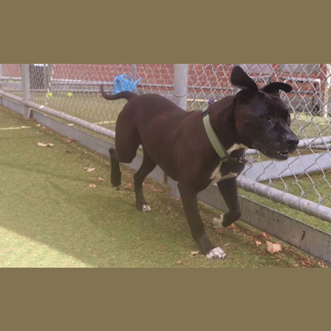 Photo of Tyson