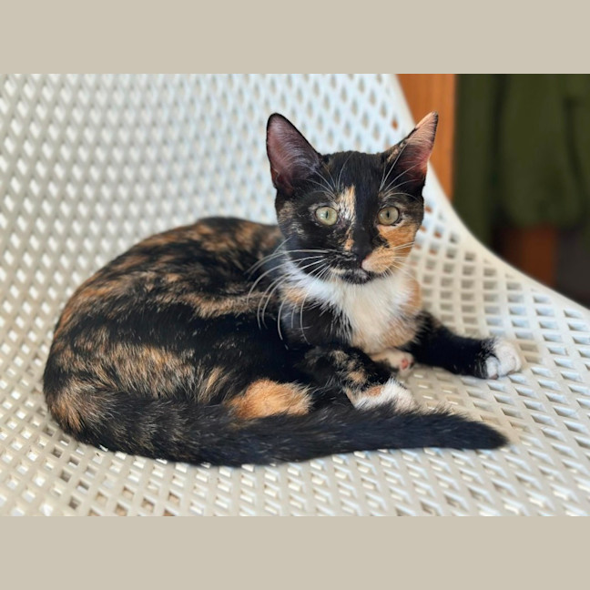 Photo of Holly & Ivy