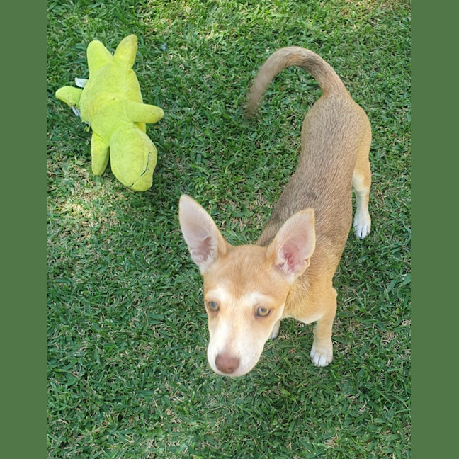 Photo of Nala