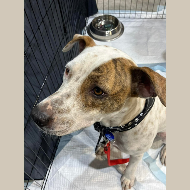 Photo of Daisy   2 Year Old Bull Arab X