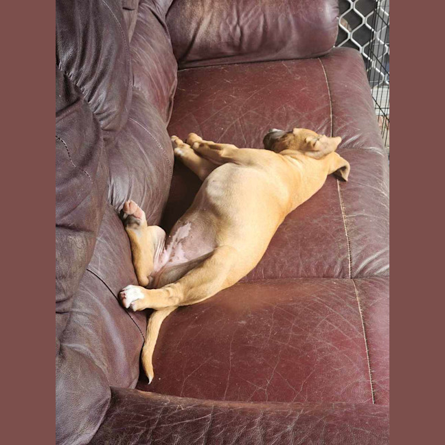 Photo of Amber