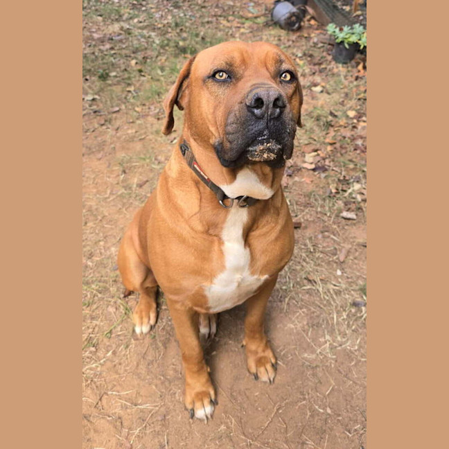Photo of Dozer