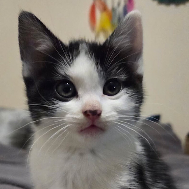 Photo of Kitkat