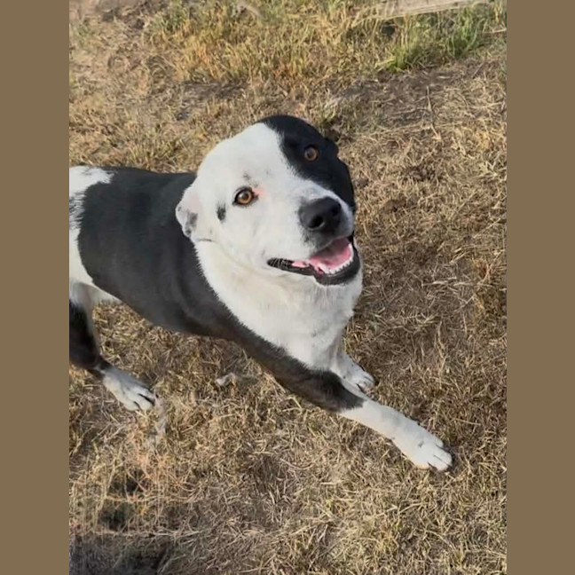 Photo of Cupcake 