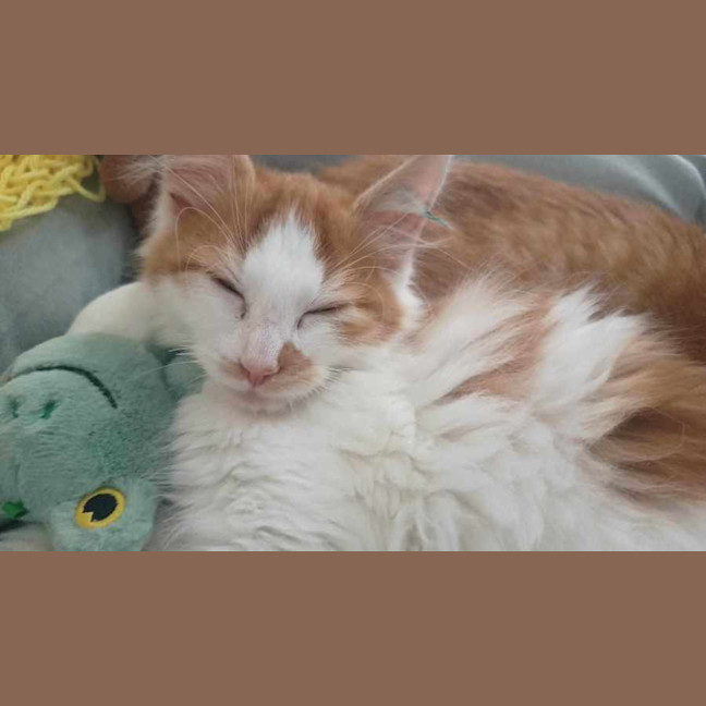 Photo of Lankey & Donkey Kong 