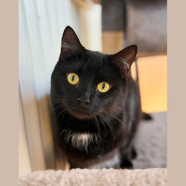 Photo of Skye