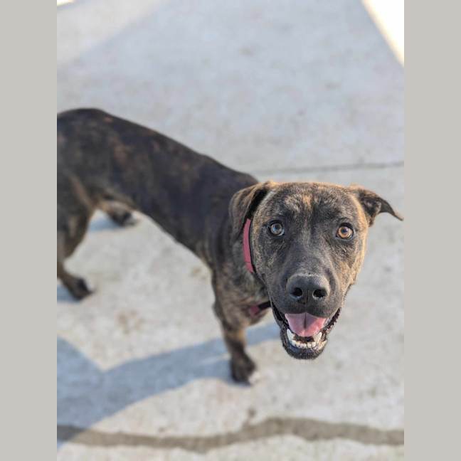 Photo of Mushu Imp 2923