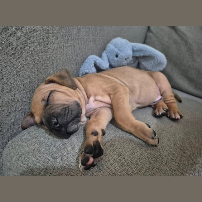 Photo of Pepper