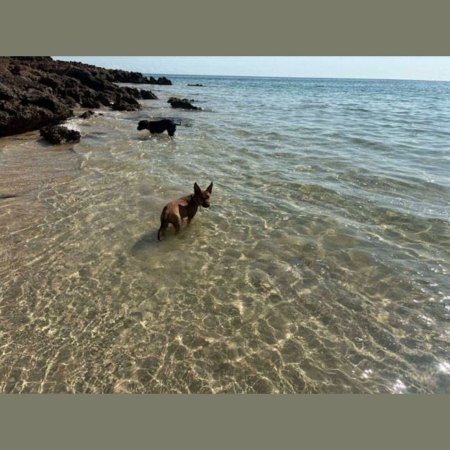 Photo of Arlo