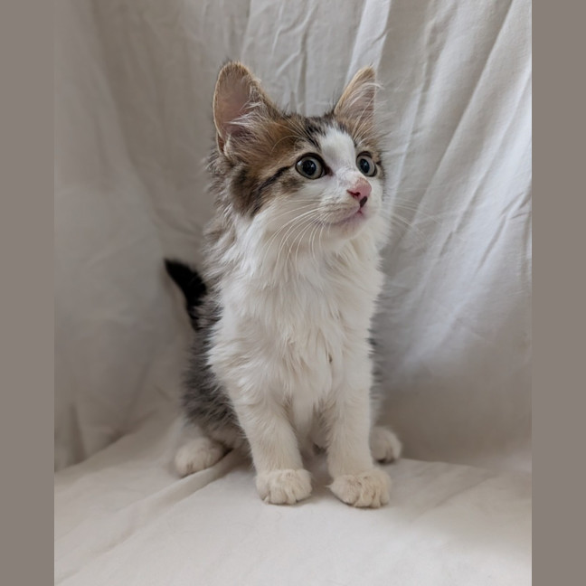 Photo of Cracker