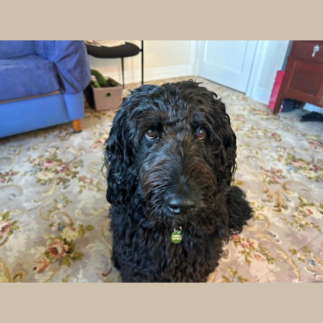 Photo of Bodhi Quinnell