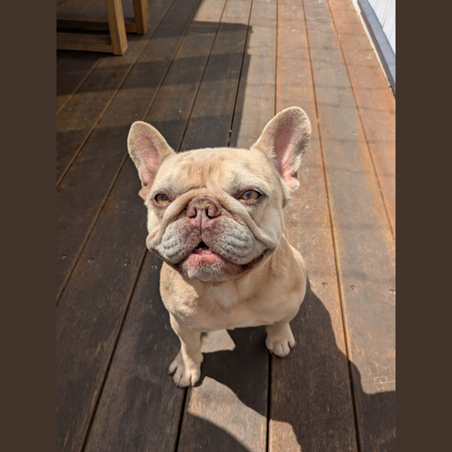 Photo of Bruno   6 Year Old French Bulldog