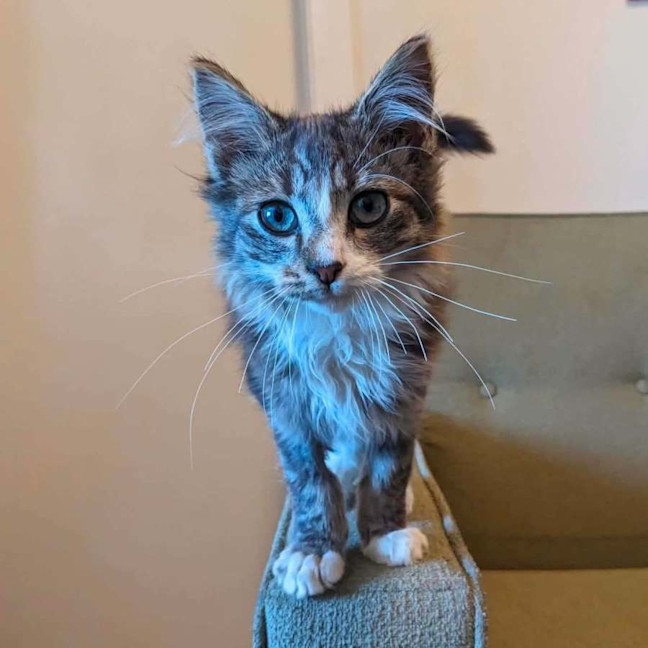 Photo of Teddy   In Foster Care In Thornbury
