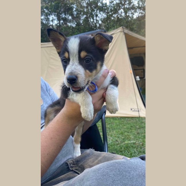 Photo of Clover   8 Week Old Kelpie X (Trial)