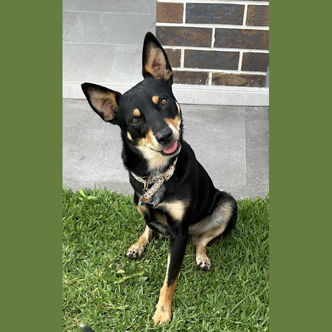 Photo of Leo   3 Year Old Kelpie X Cattle Dog