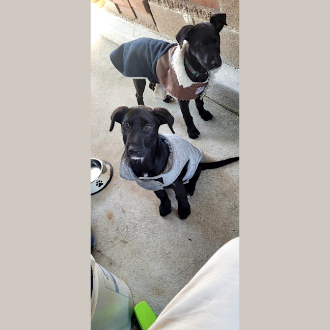 Photo of Pumpkin   12 Week Old Wolfhound X